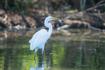 Great Egret