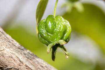 Selective focus of fruit pitanga tree (Eugenia uniflora) in Brazil