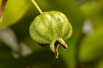Selective focus of fruit pitanga tree (Eugenia uniflora) in Brazil