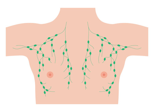 green lymph nodes on human chest clip art preview