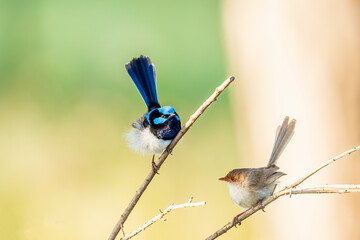 An adult male Superb Fairywren (Malurus cyaneus) in its rich blue and black breeding plumage with a duller coloured female perched on a branch