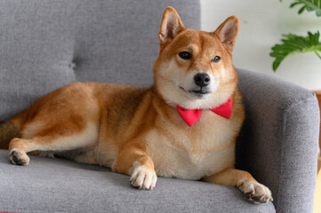 Shiba Inu Japanese dog with tie bowtie red on sofa in living room. Pet Lover concept. animal portrait with copy space