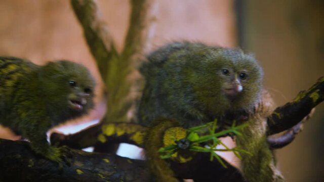 Two cute pygmy marmosets, Cebuella pygmaea