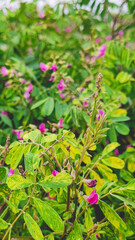 Obraz premium pink flower bush in garden