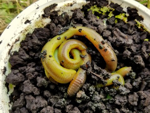 Green Worms For Fishing Bait On Top Of The Dirt