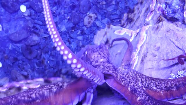 Giant Pacific octopus in research center with water pouring enrichment activity