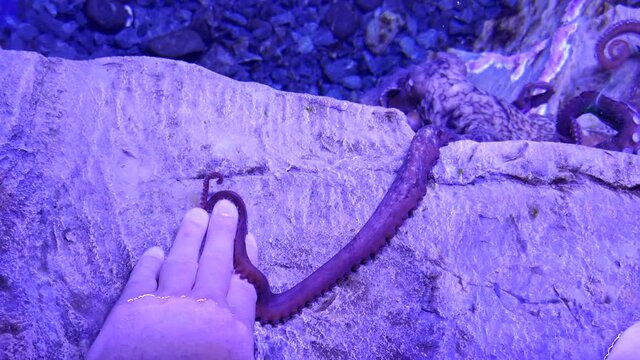 Giant Pacific octopus making contact touching human hand with suckered arm