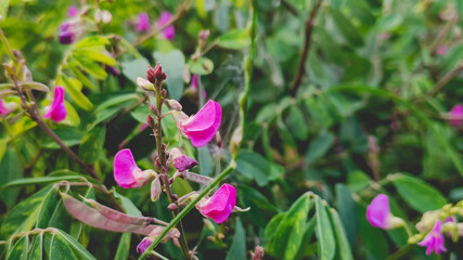 Obraz na płótnie Canvas pink flower bush in garden