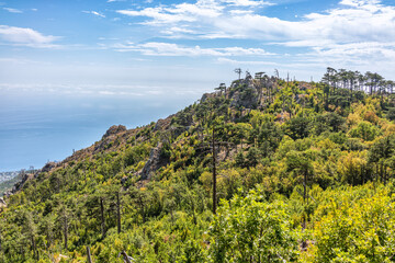 Fototapeta premium Green trees and a old dry tree on the mountainside on sea shore.