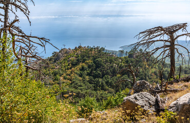 Green trees and a old dry tree on the mountainside on sea shore.