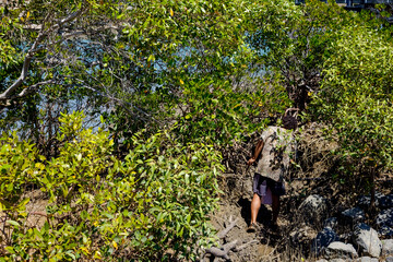 Naklejka na ściany i meble Man walking trail among mangroves in gladstone