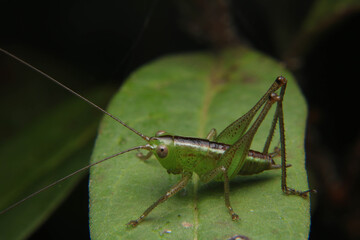 Conocephalus Fuscus