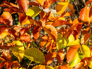 Tree branch with yellow leaves, autumn palette in all its natural beauty on a Sunny day.