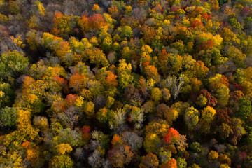 Aerial Drone Photo Looking Down on an Autumn Forest with Multi Colored Fall Trees in the Midwest_10