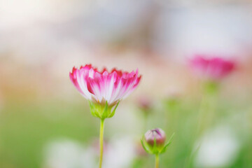 Cosmos with beautiful of blurred.