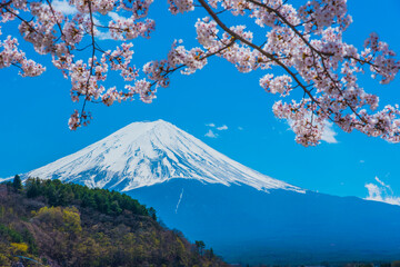 桜と富士山と河口湖