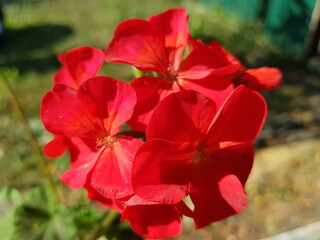 red and white