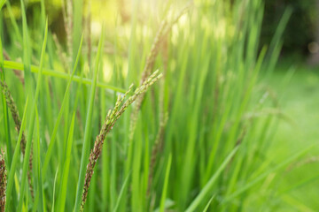 rice growing in field.