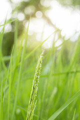 Rice growing in the field.