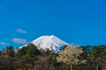 快晴の富士山ともくれん