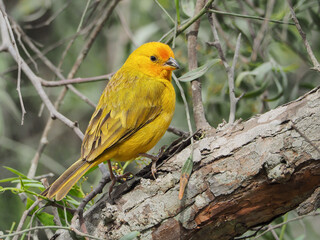 A yellow canary on the branches of a tree    