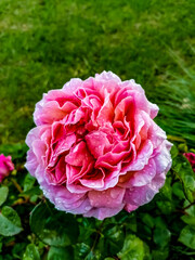 pink roses in garden