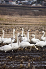収穫後の田んぼに下りたハクチョウの群れ