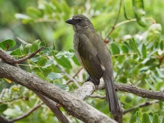 A female Molothrus bonariensis bird