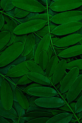 Background with dark green leaves, fresh flat background