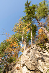 Trees in the mountains on rock formation.