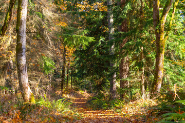 Autumn leaves on trail in forest.