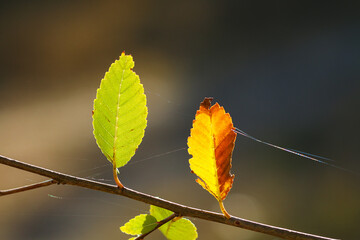 orange green autumn leaf hangs from branch on bright sunny day.