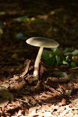 朝日が当たる森キノコ