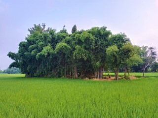 Dynamic sky with fields