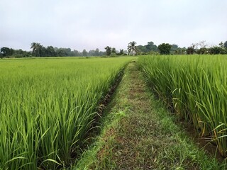 Dynamic sky with fields