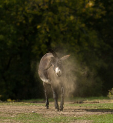 donkey shaking off dirt after rolling with dust cloud around head ears and body in paddock of small farm in rural area humorous vertical format funny animal shot