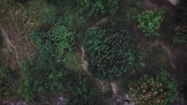 Drone shot over some trees in the Urban Delta of Vacaresti in Bucharest, Romania. (50fps). The delta was formed in over 30 years over the abandoned hydrological bolder build in the communist period.