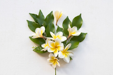 white and yellow frangipani flower local flora of asia arrangement flat lay postcard style on background white