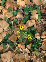 autumn leaves on the ground