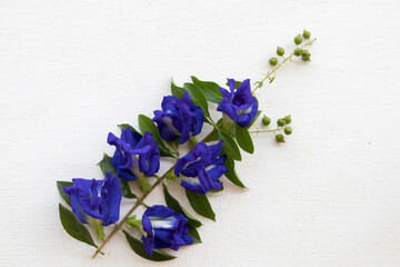 butterfly pea blue flowers of asia arrangement flat lay postcard style on background white wooden