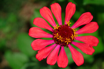 Flor Roja