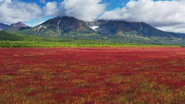 Flying over blooming flowers Ivan tea or Willow-herb near Vachkazhets volcano on Kamchatka peninsula, 4k