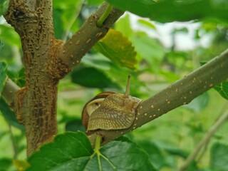 snail on a leaf © Przemyslaw