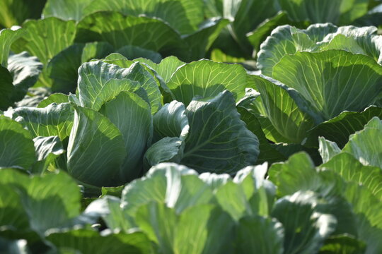 Organic Green Cabbages heads in line grow on field