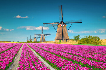 Colorful pink tulip fields and traditional old windmills, Kinderdijk, Netherlands