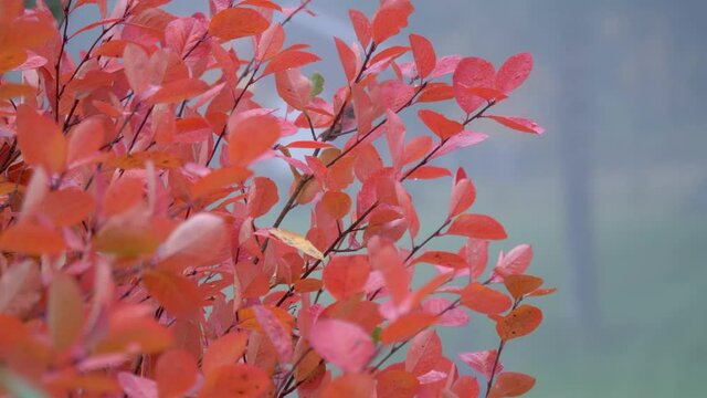 Serviceberry tree branches and red foliage swaying in the wind - Static close up shot