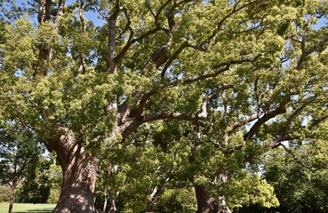Close up of big Camphor trees