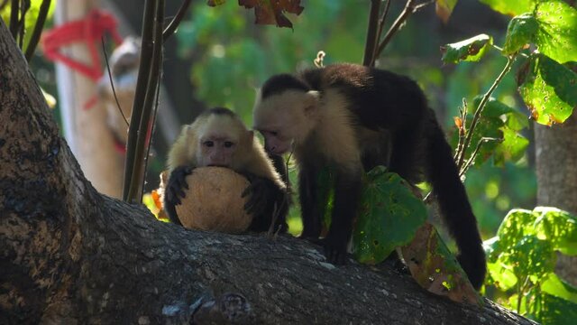Funny slow motion shot of two cute Capuchin Monkeys eating and playing on a tropical tree in Costa Rica