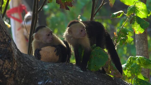 Two cute Capuchin Monkeys eating and playing on a tropical tree