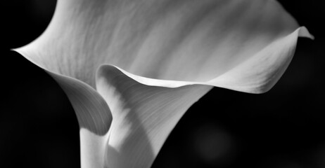 Close up of a white  calla lily blossom in black and white